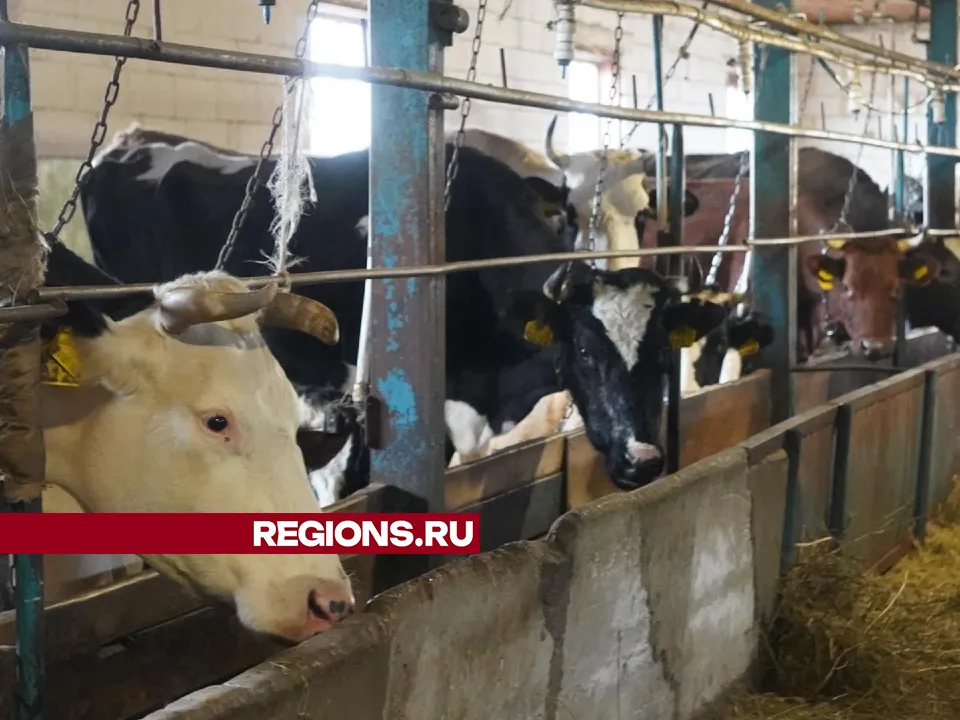 Фото: REGIONS/Алена Притула&nbsp;