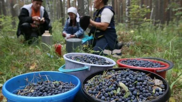 Черника созреет в лесах региона во второй половине июля