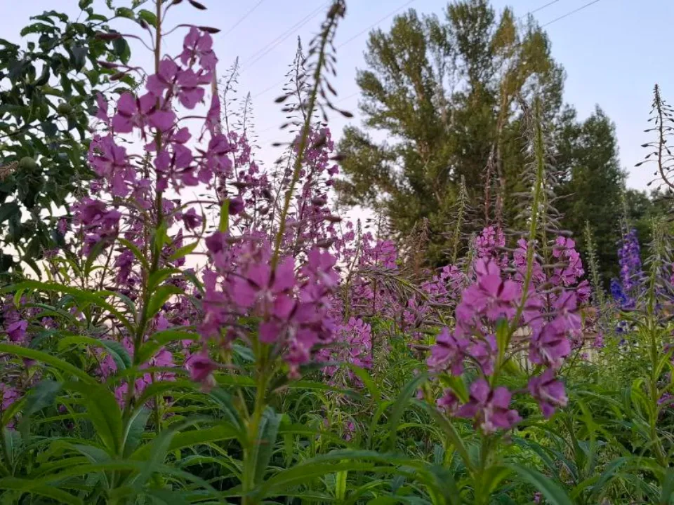 Иван-чай. Фото: REGIONS/Юлия Габбасова