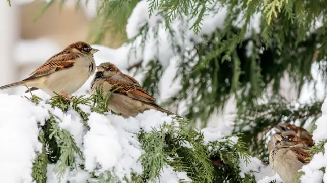медиасток.рф