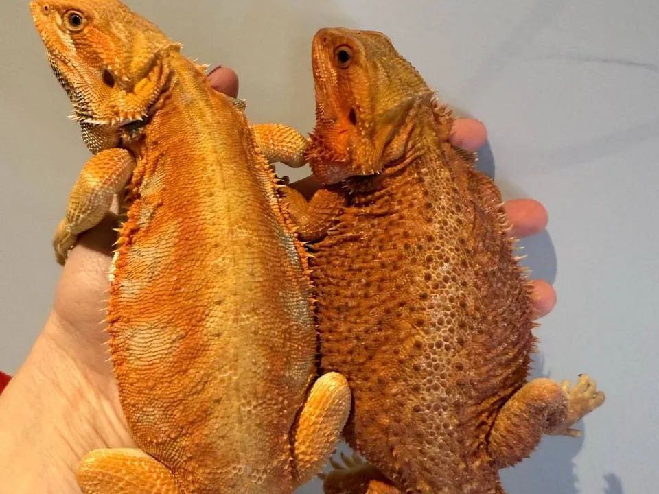 Агама. Фото: Анна Варанова