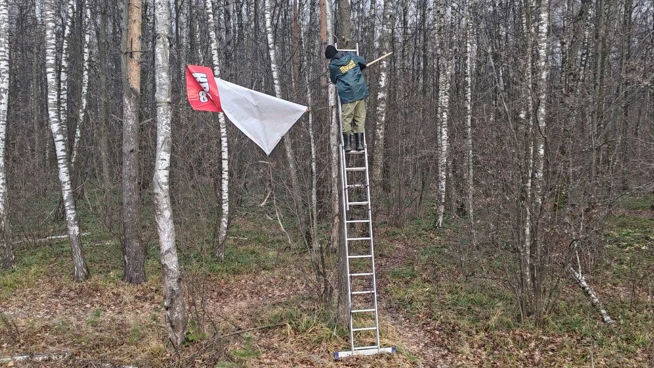 Фото: Комитет лесного хозяйства МО