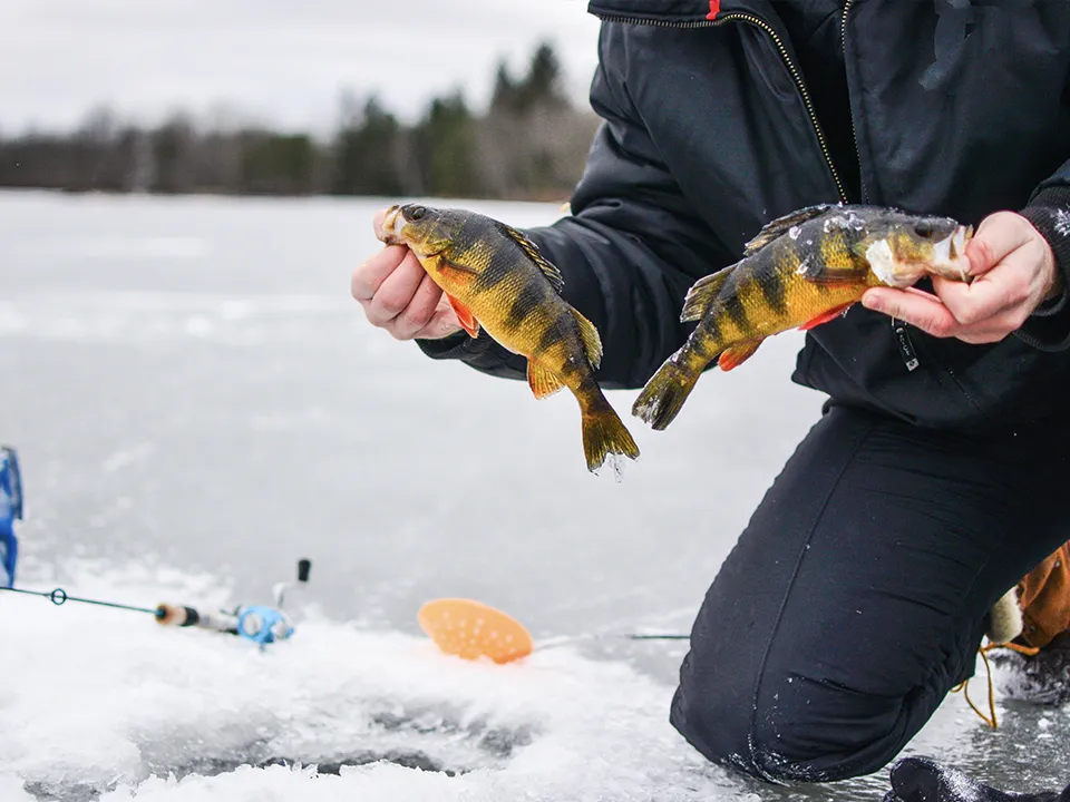 Фото: istockphoto.com/michaldziki