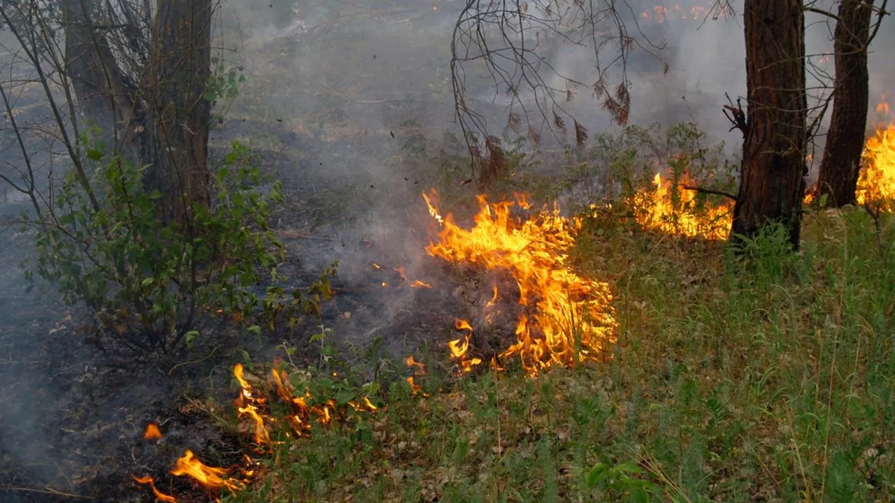 Химкинский школьник героически остановил огонь в лесу до приезда пожарных