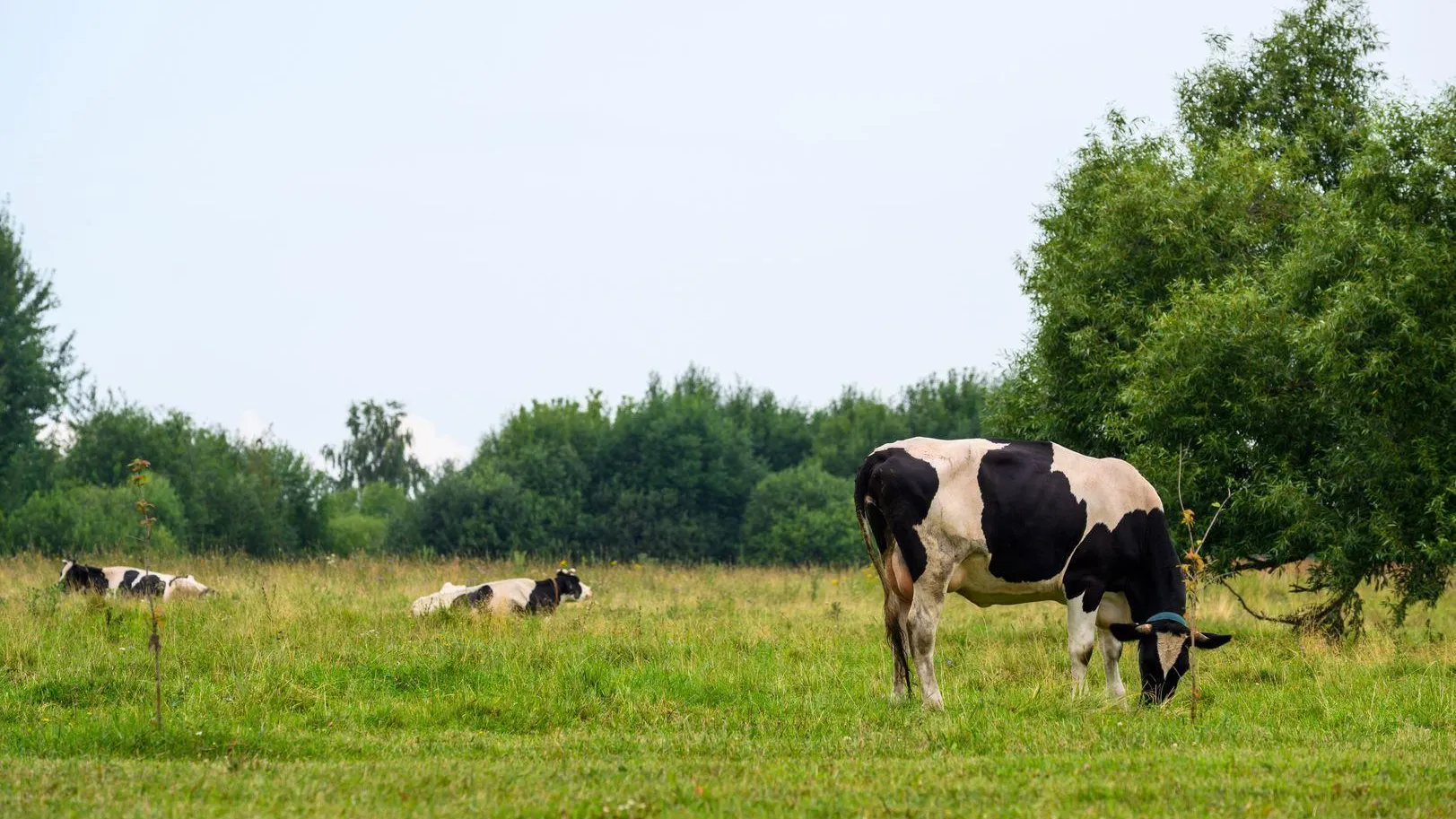 В Егорьевске появится комплекс для разведения крупного рогатого скота и овец