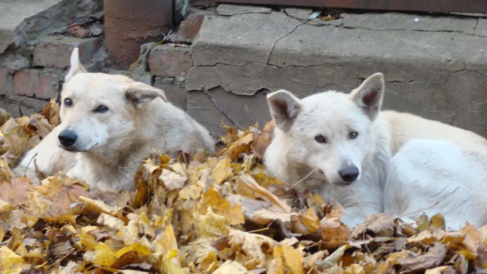 Фото: pxhere.com