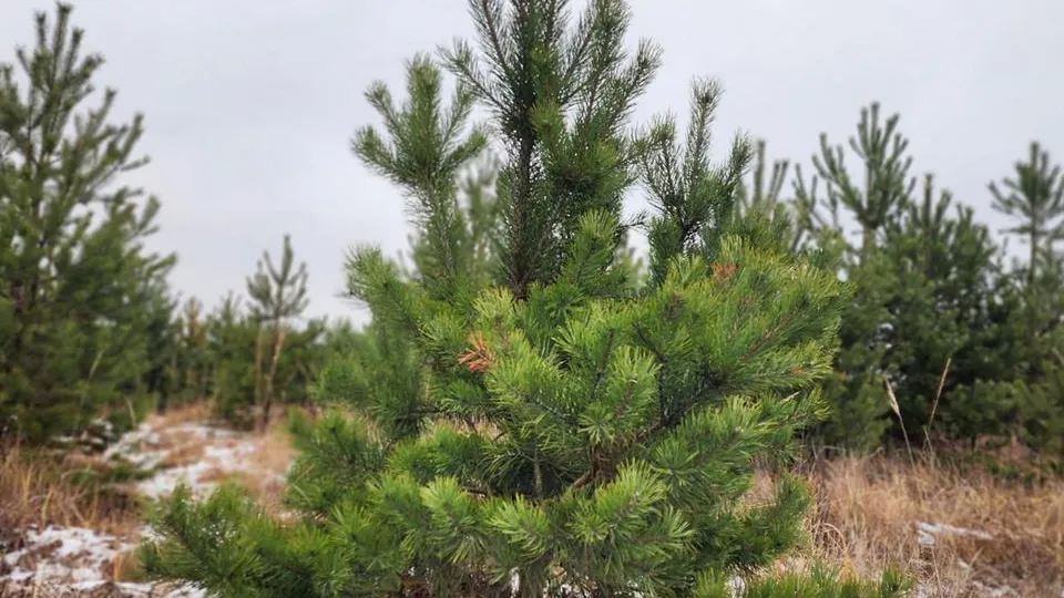 Фото: МедиаБанк Подмосковья/Анна Шолохова