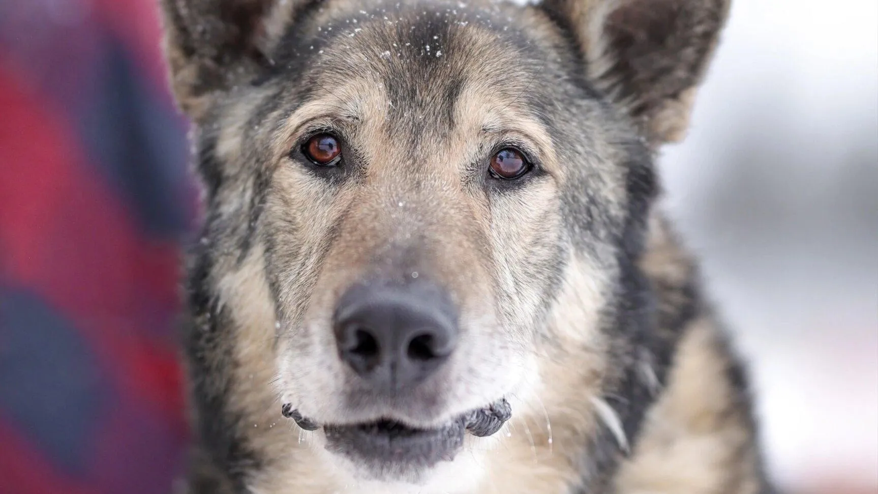 Архив Юлии Кузьминой и Тараса Козыря