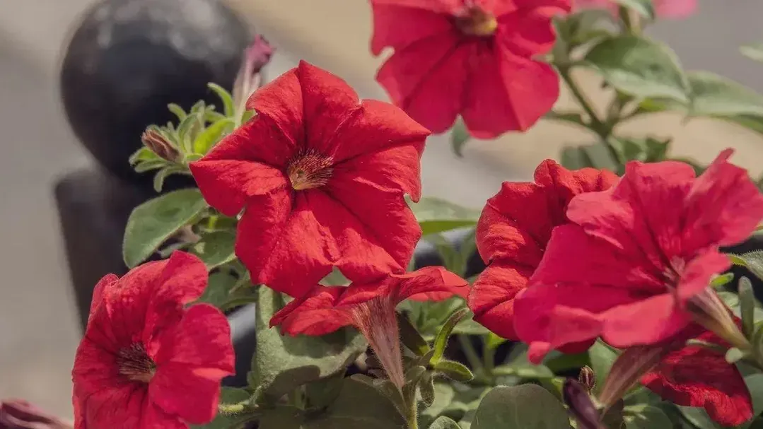 REGIONS/Наталия Надточая