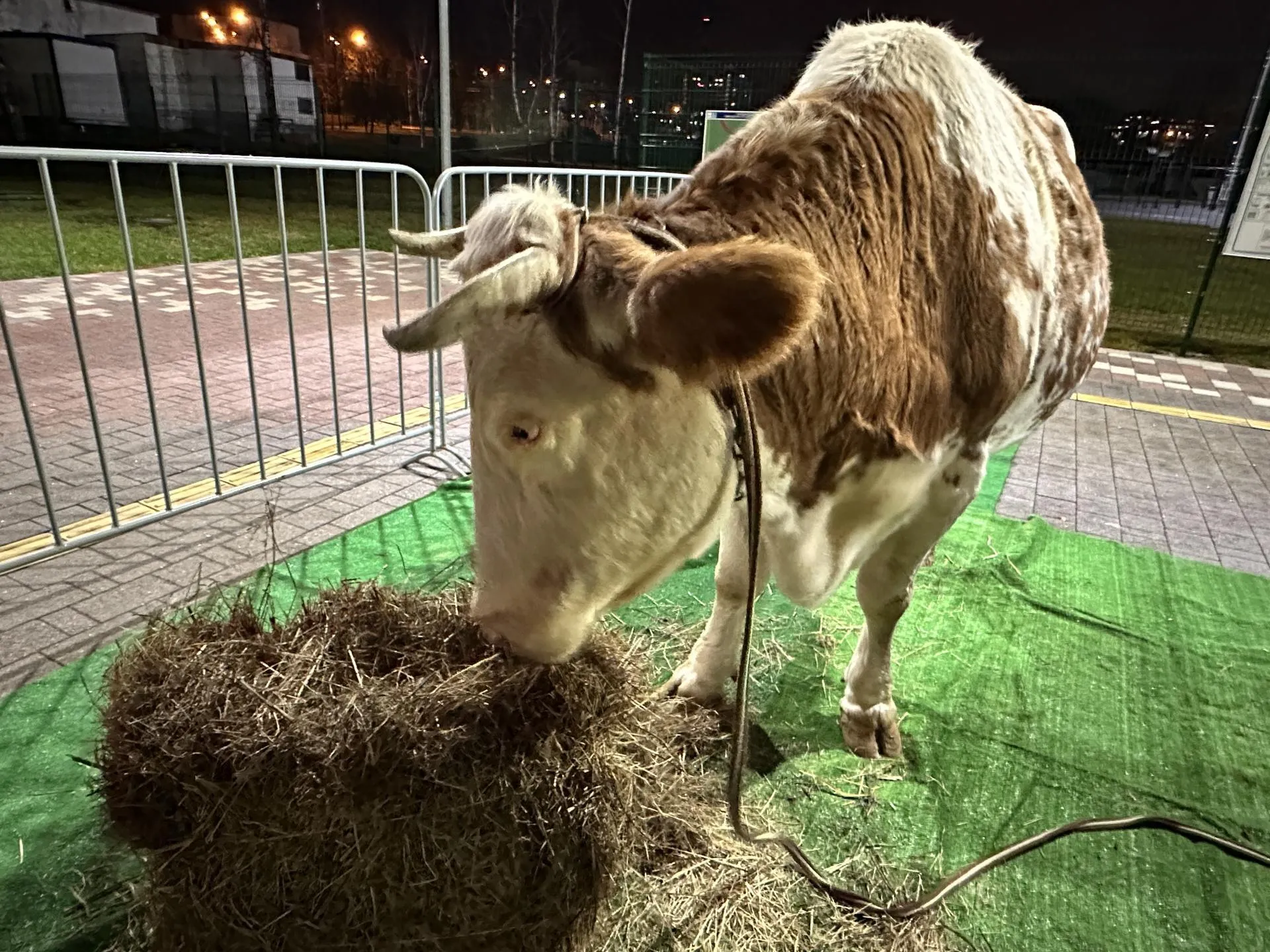 Мария Шматкова