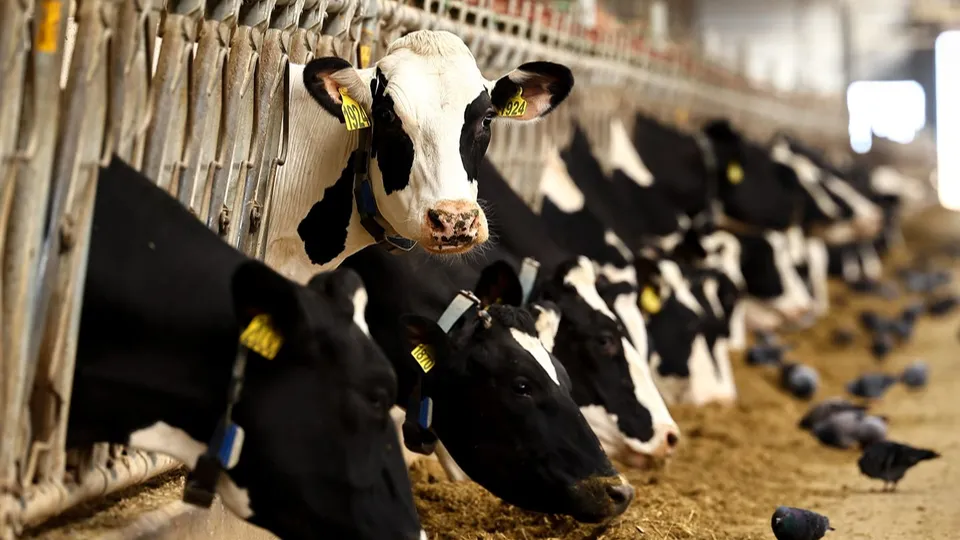 Фото: медиасток.рф