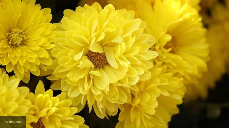 Садовод дала свои рекомендации по уходу за хризантемами