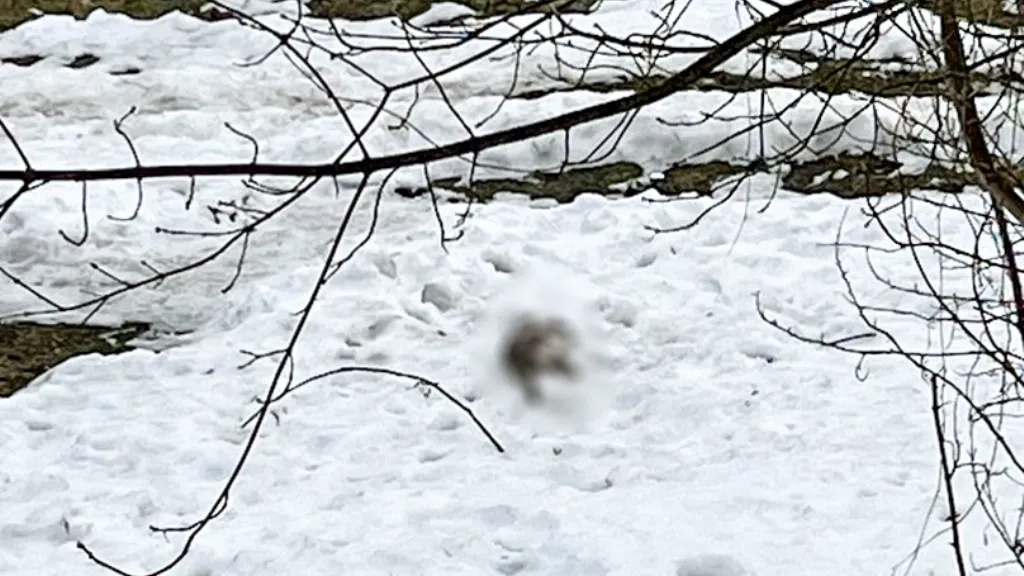 Тг-канал «Кашира»