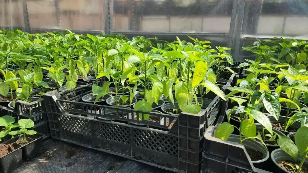 МедиаБанк Подмосковья/Юлия Смагринская