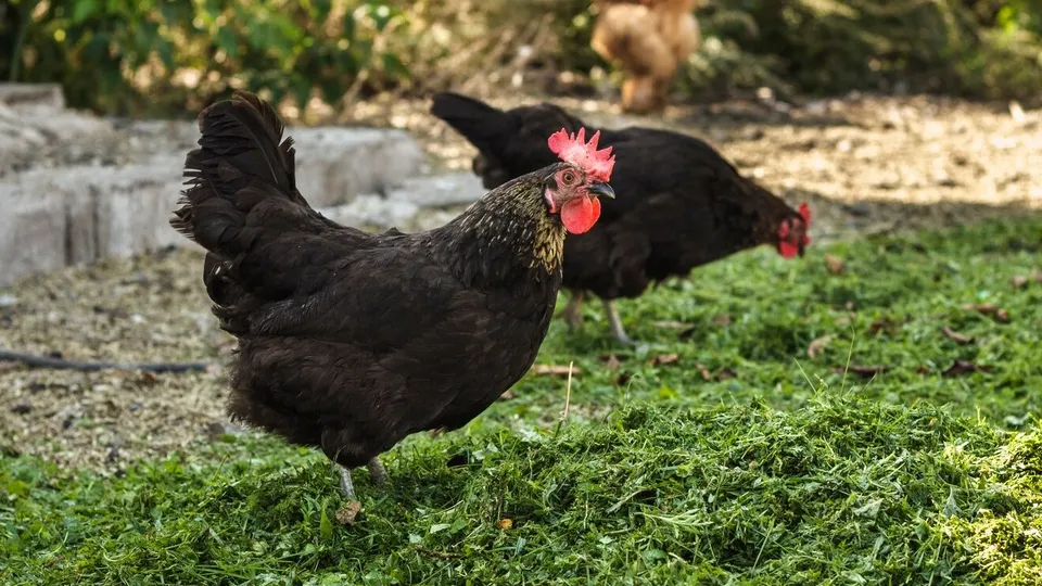 Фото: freepik.com