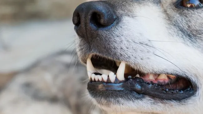 медиасток.рф