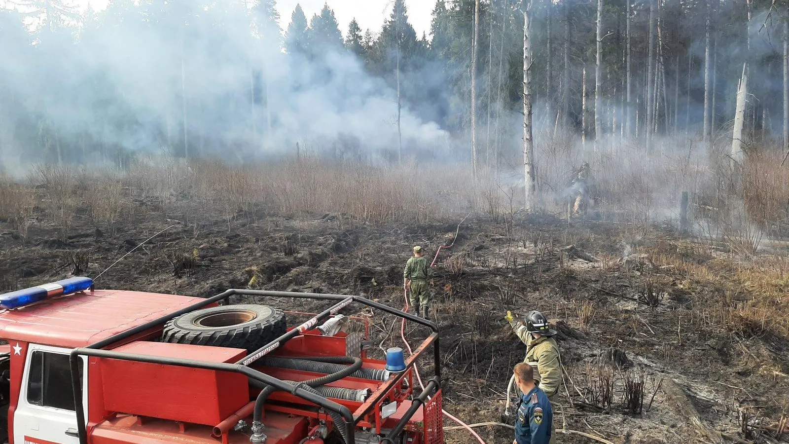 Фото: пресс-служба Комитета лесного хозяйства Московской области
