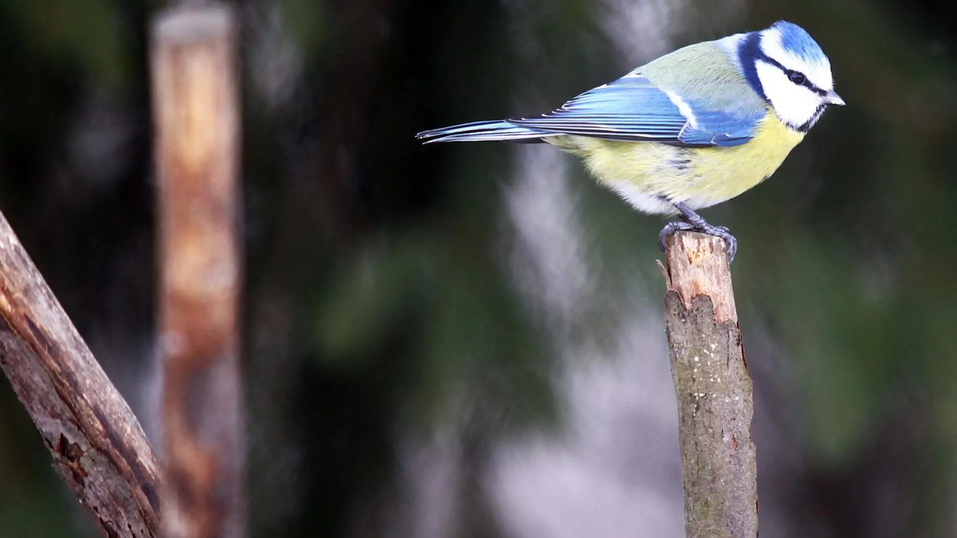 Пресс-служба музея-заповедника «Горках Ленинских»