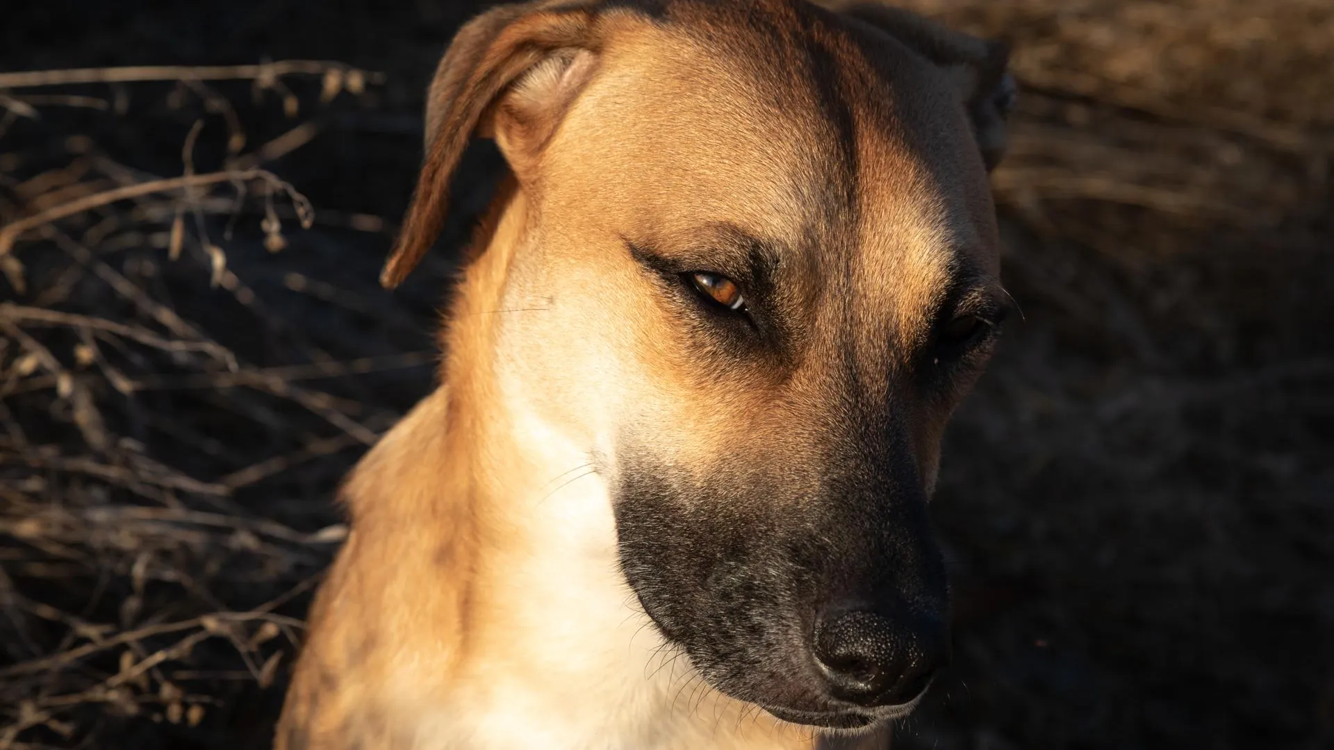 медиасток.рф