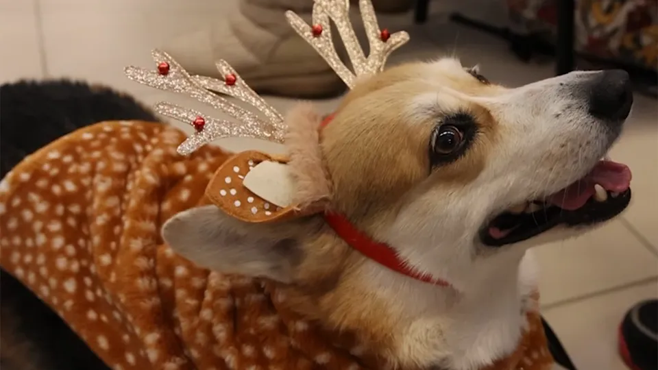 Фото: Щелковской телевидение