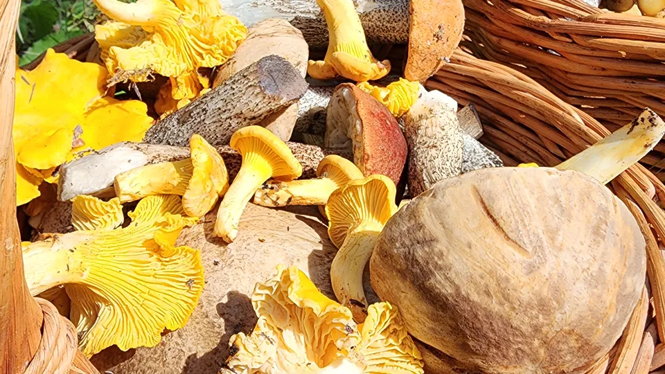 Фото: МедиаБанк Подмосковья/Анастасия Хренкова