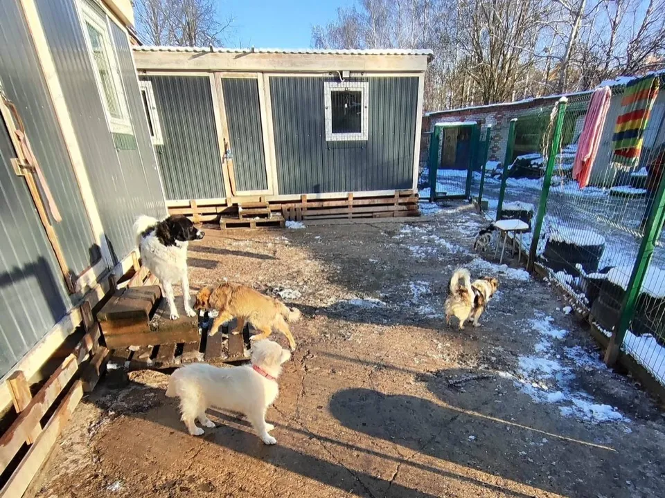 Обстановка в черноголовском приюте. Фото: личный архив Виктории Персиковой