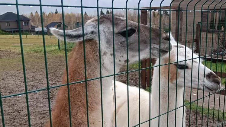 Министерство социального развития Московской области