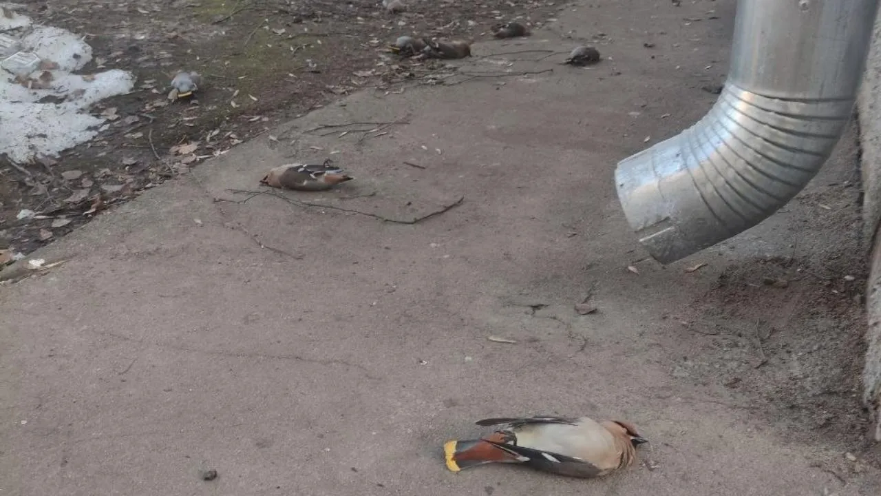 t.me/life_sergiev_posad