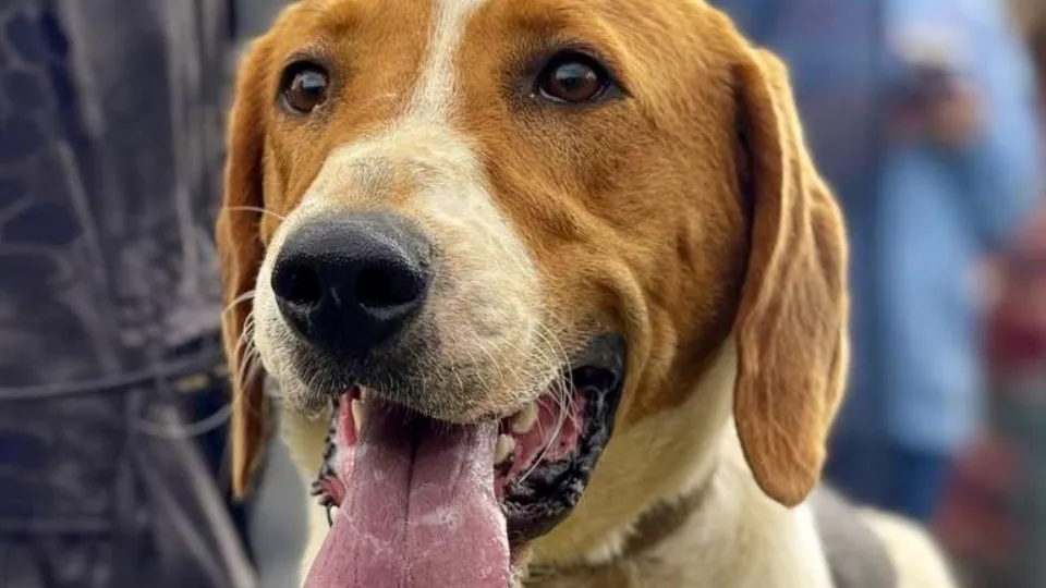 Фото: пресс-служба администрации Можайского м.о.