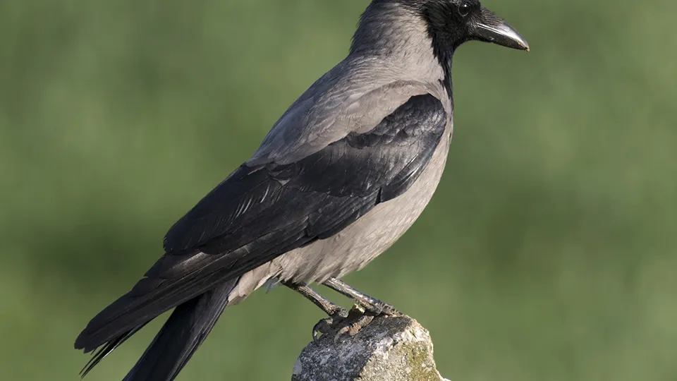 Фото: сommons.wikimedia/Zeynel Cebeci