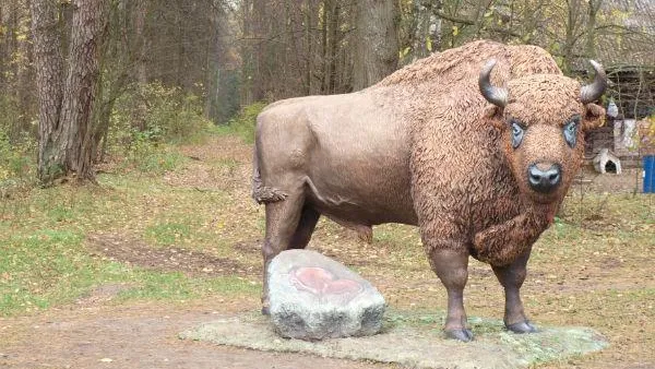 Фотоконкурс «На память о зубре» стартовал в заповеднике МО