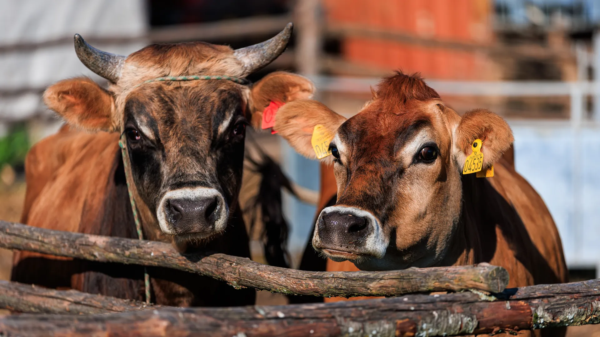 Россиянка пожила в США и описала уровень соцподдержки там четырьмя словами