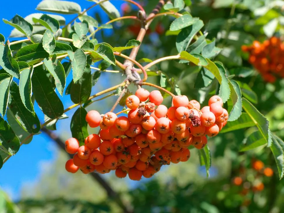 Фото: istockphoto.com/ (http://istockphoto.com/tchara)ru3apr