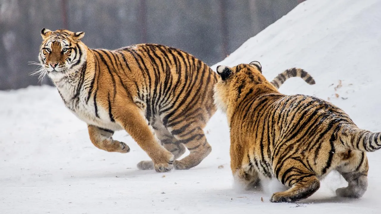 istockphoto.com/ANDREYGUDKOV