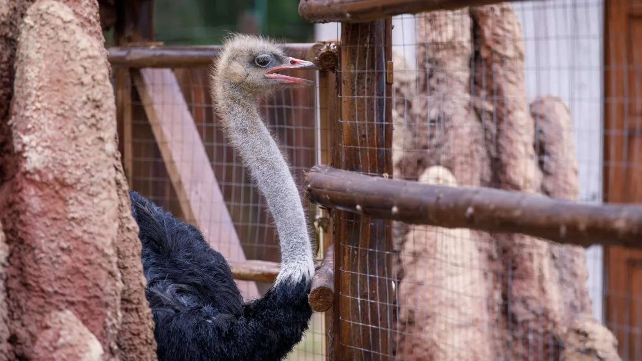 медиасток.рф