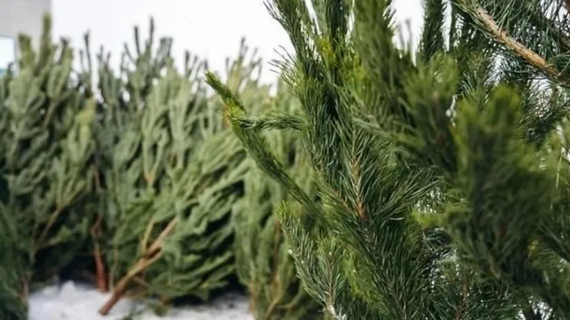 Елочный базар. Фото: пресс-служба администрации Щелково