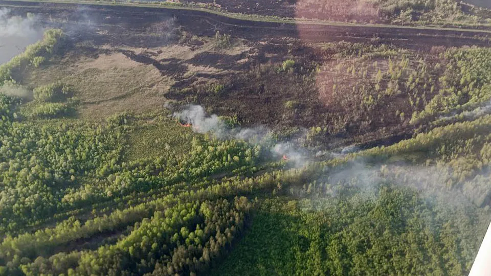 Фото: Комитет лесного хозяйства Московской области