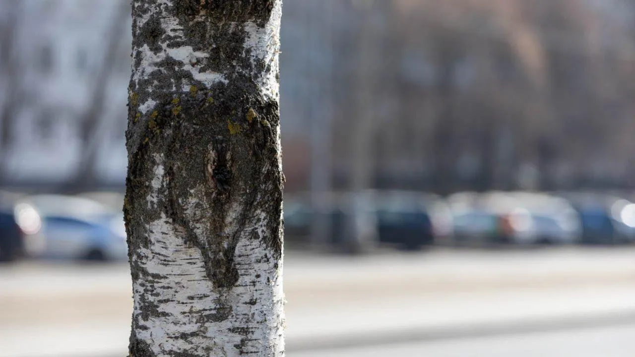 REGIONS/Роман Малышенко