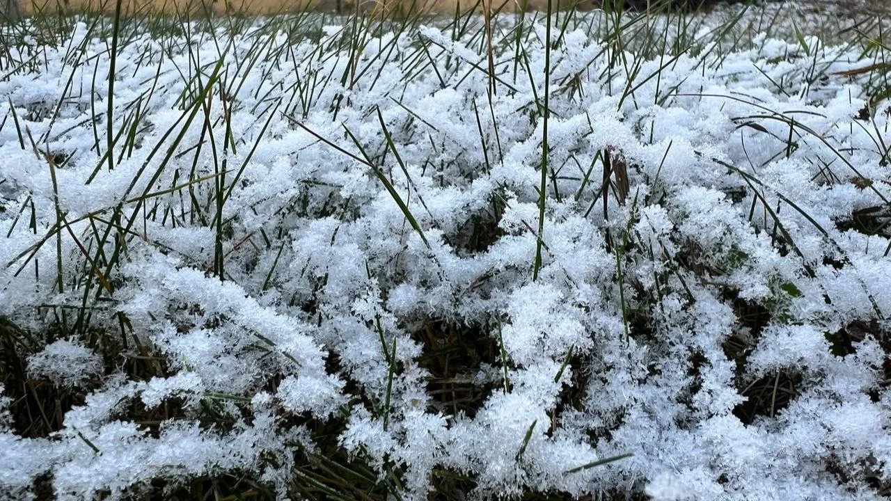 REGIONS/Елена Фурман