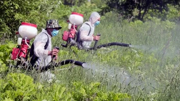 Эксперт: борщевик может полностью вытеснить другие растения
