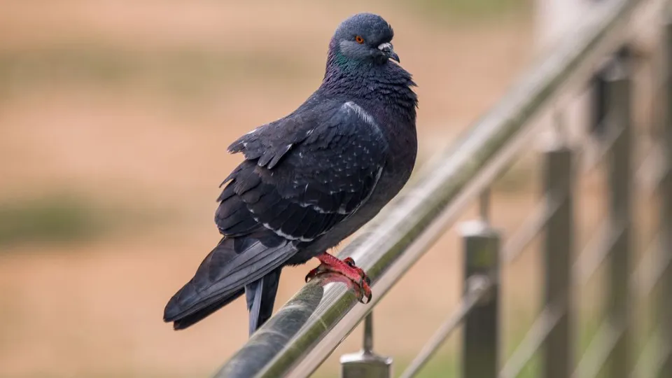 Фото: медиасток.рф