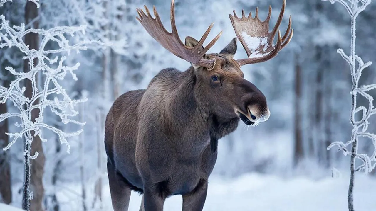 REGIONS/Сгенерировано нейросетью