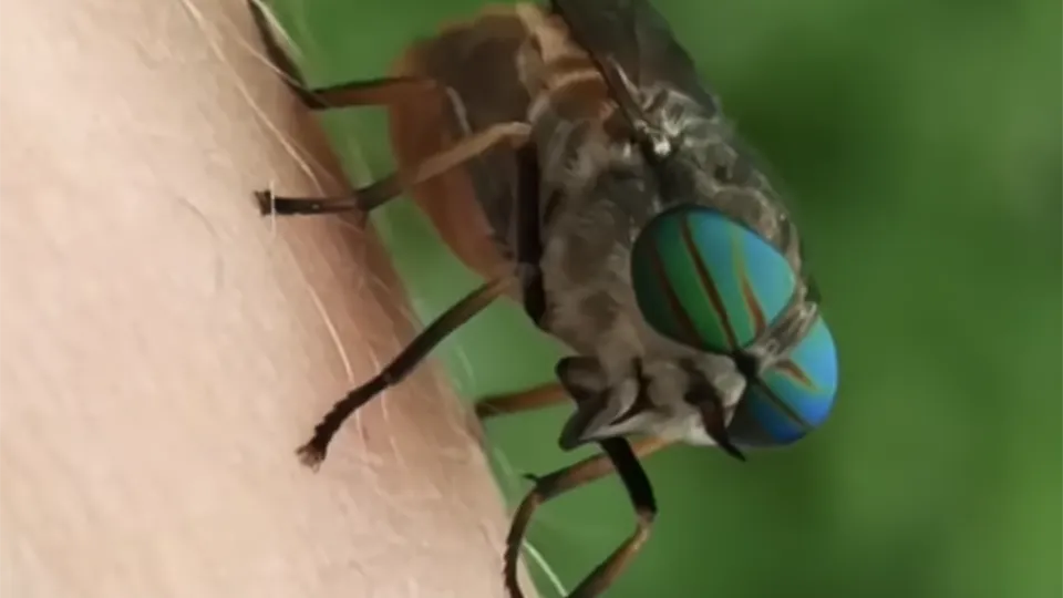 Фото: youtube.com/Алексей Ордэй