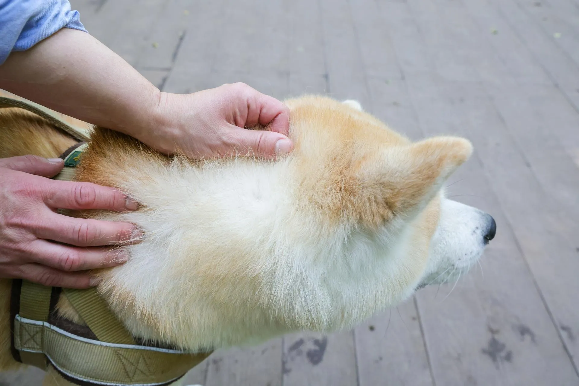 Shatokhina Natalia/news.ru