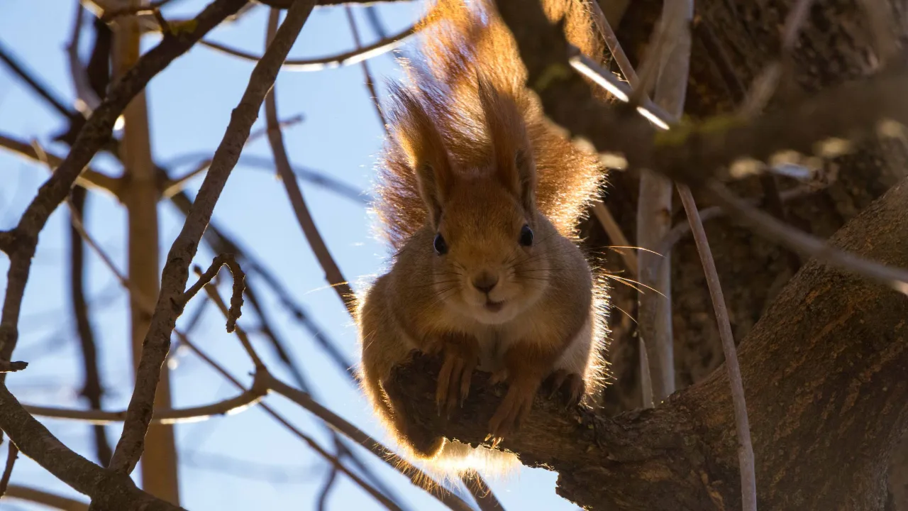 парки г.о. Домодедово