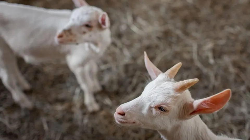 Фото: экоферма «Шипчик»
