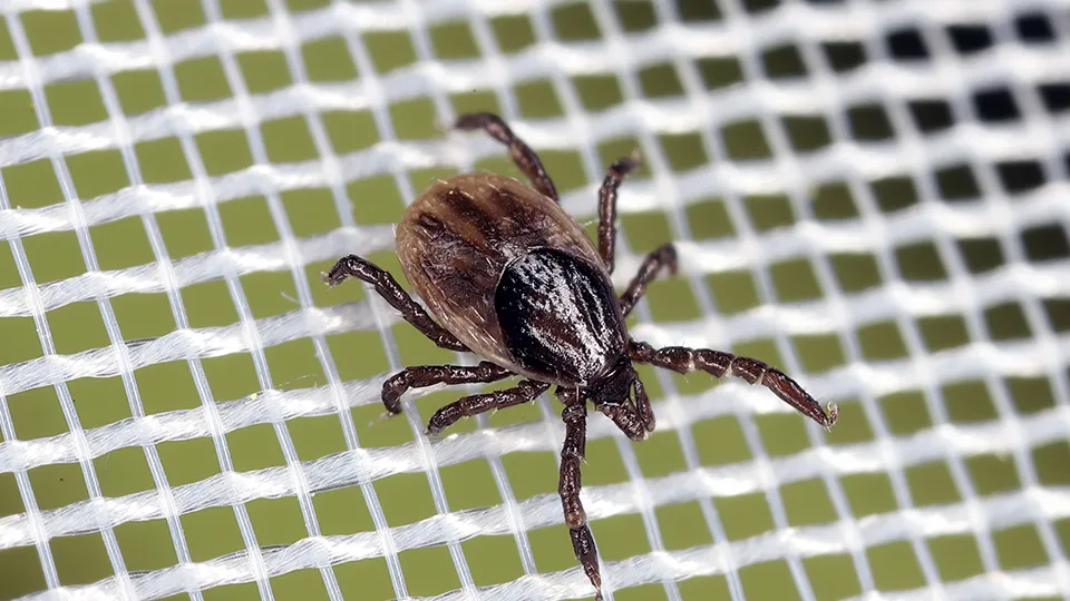 Фото: istockphoto.com/Tomasz Klejdysz