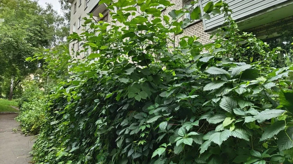 Александр Щербаков