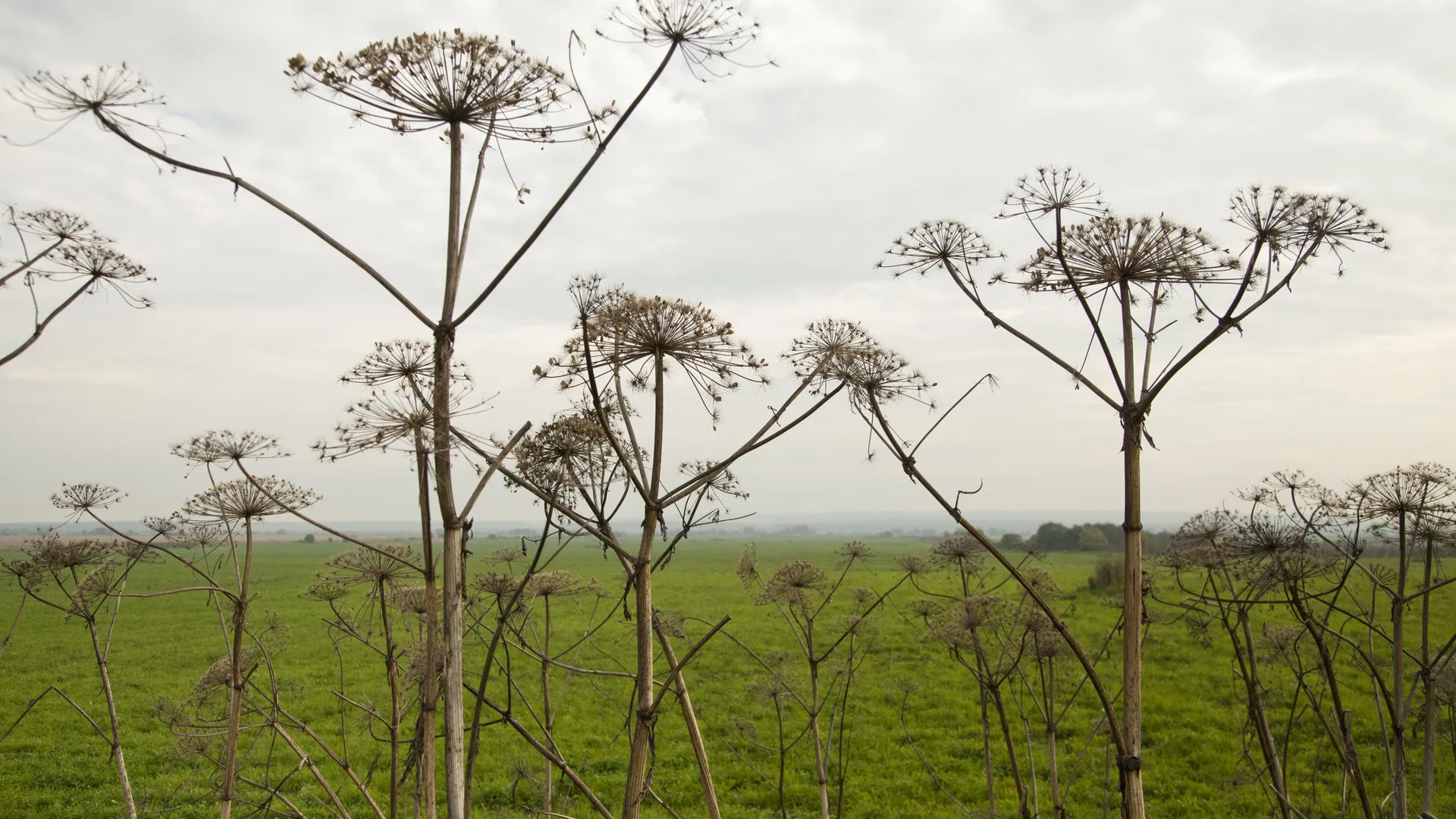Борщевик Сосновского