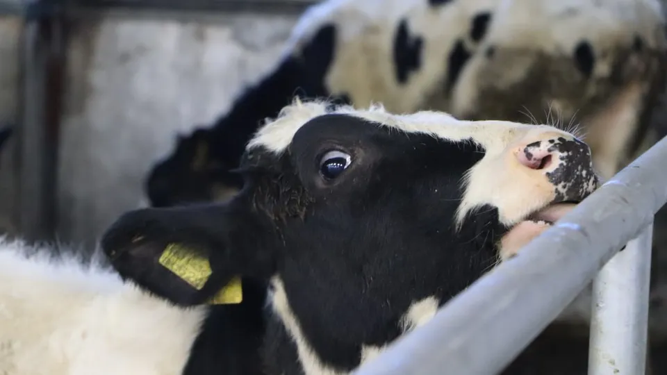 Фото: МедиаБанк Подмосковья/Ирина Матвеева